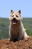 CAIRN TERRIER 485